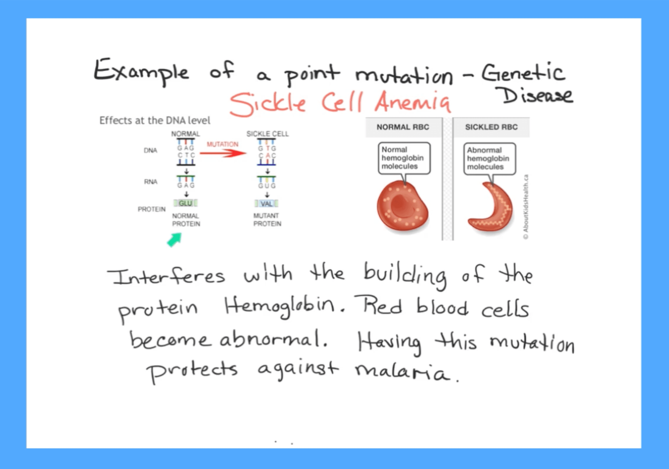 biology lesson in Explain Everything